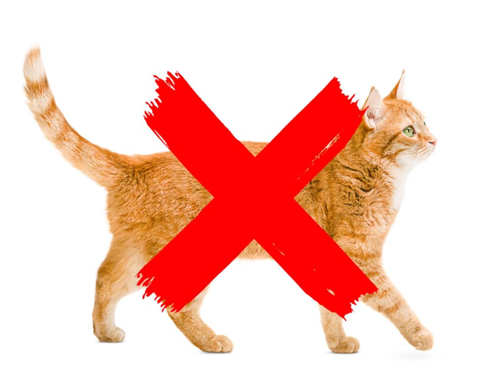A cat with a cross over it