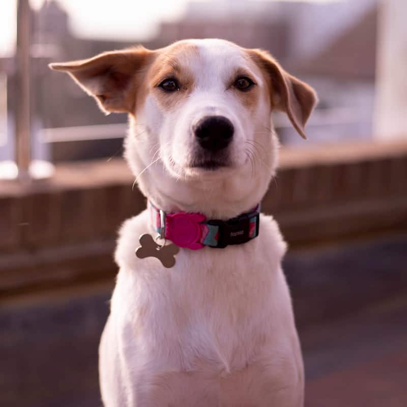 Eva Portrait Photo