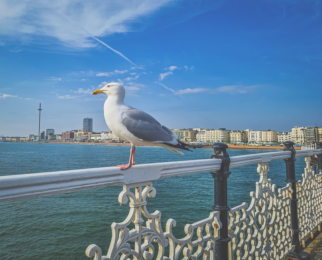 Seagull perched on railings of the Brighton Pier with the city in the background