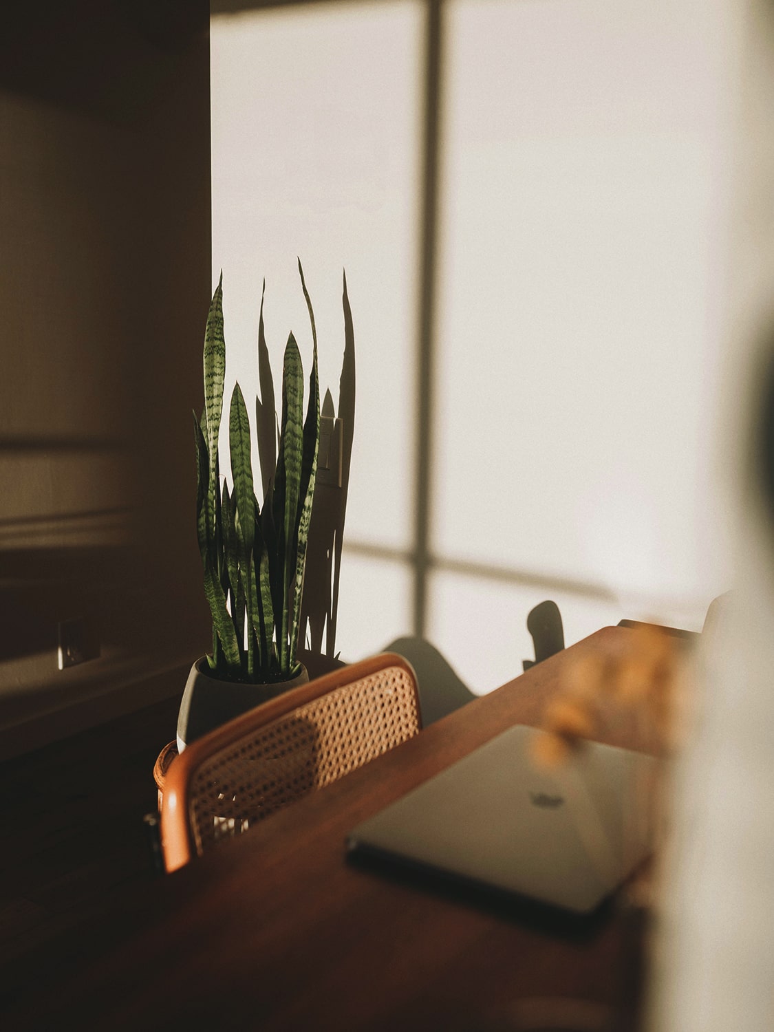 Desk in golden light with tall green plant