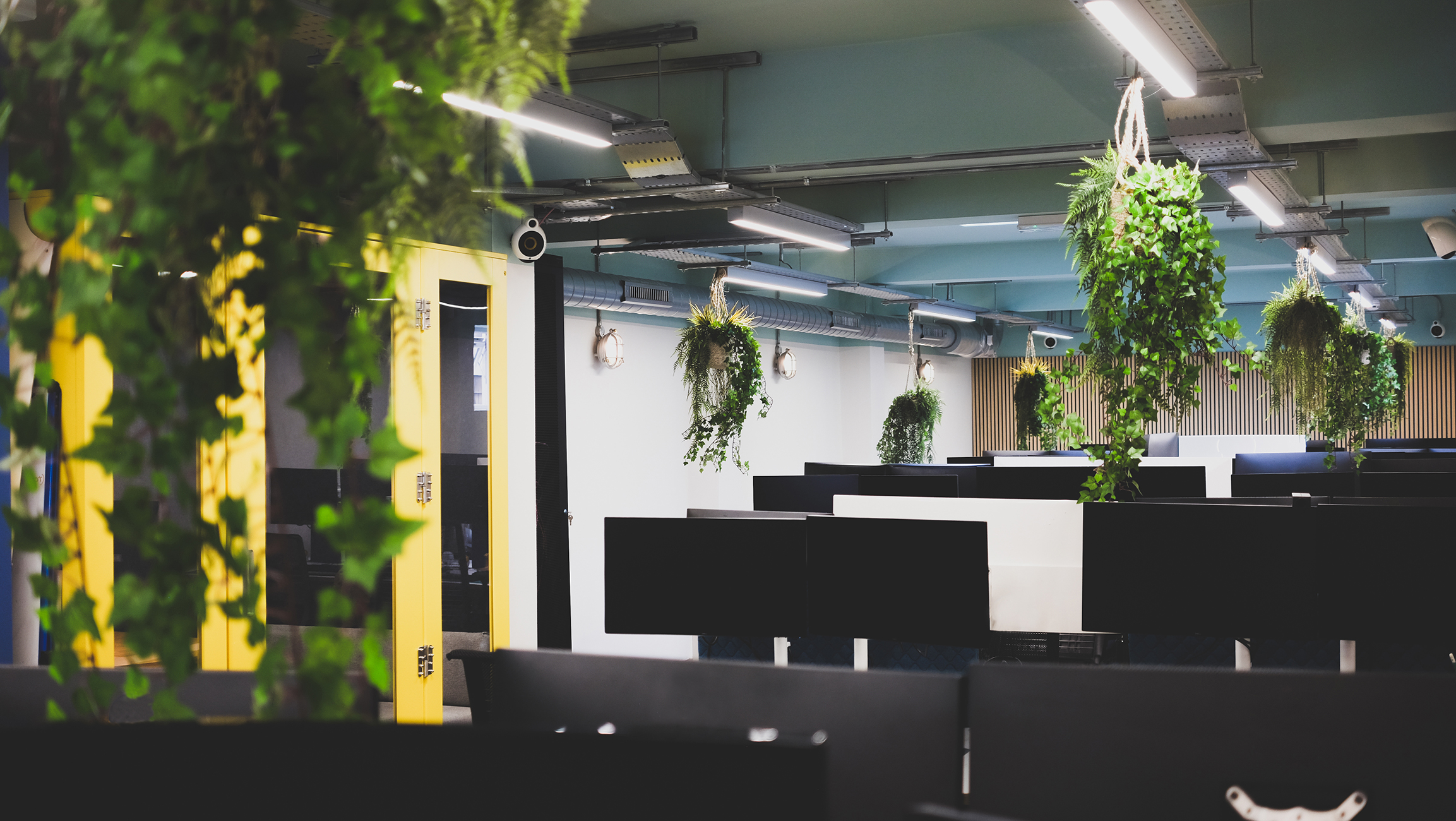 long shot of our office interior with hanging plants and multiple computer monitors on desks