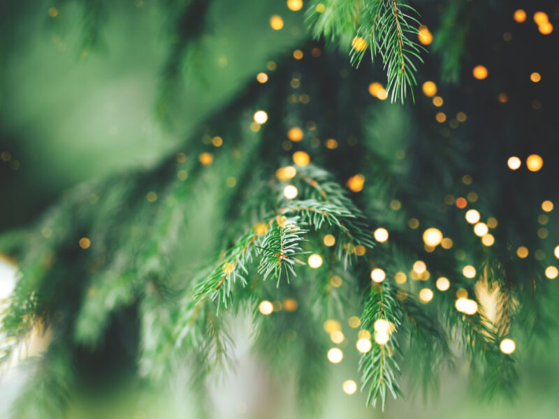 Close-up of green pine branches with warm golden lights softly glowing in the background, creating a festive and serene atmosphere.