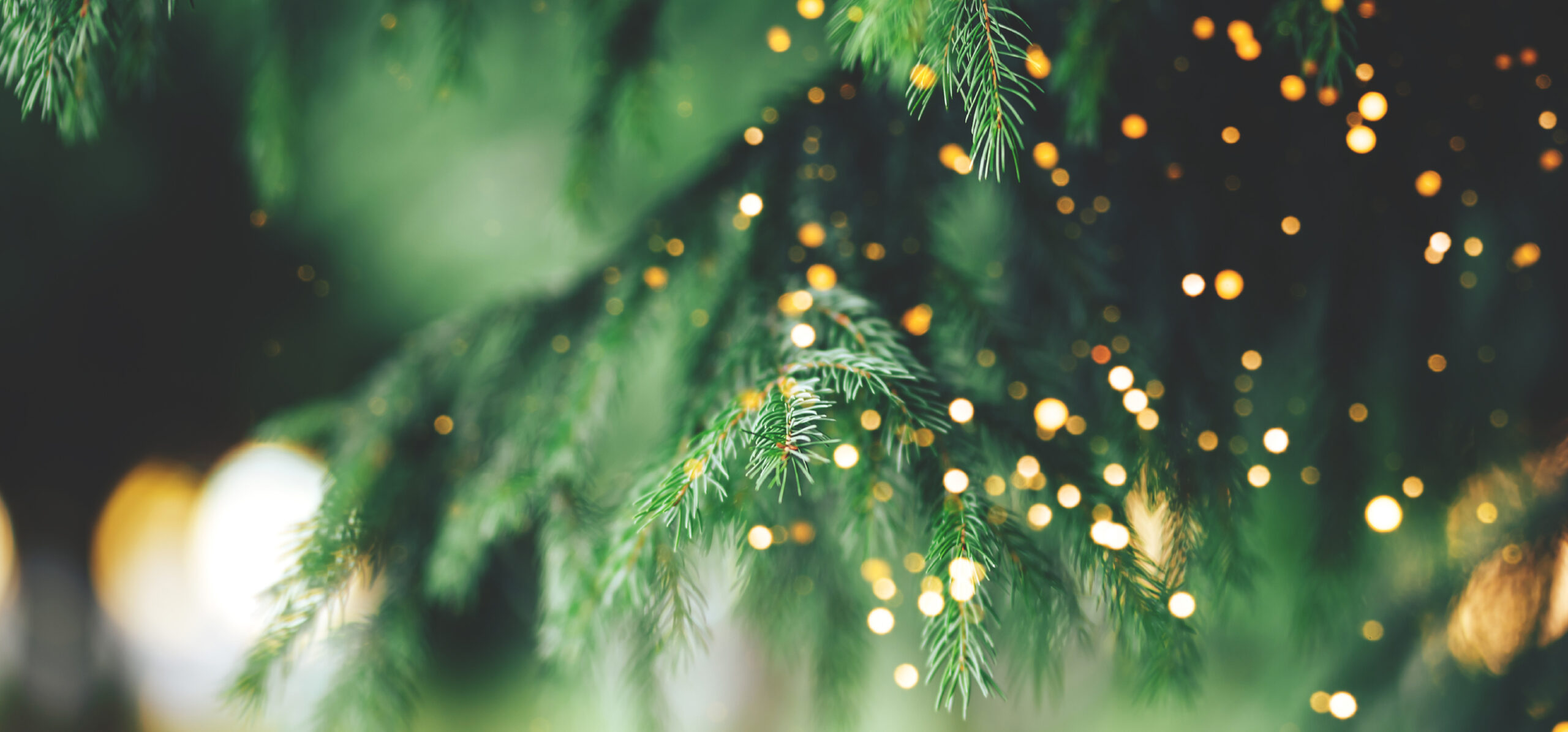 Close-up of green pine branches with warm golden lights softly glowing in the background, creating a festive and serene atmosphere.